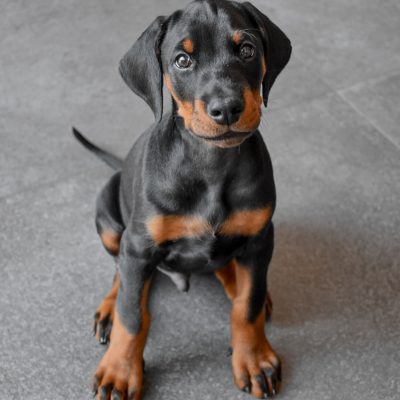 COOPER