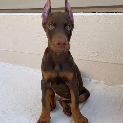 FLOKI