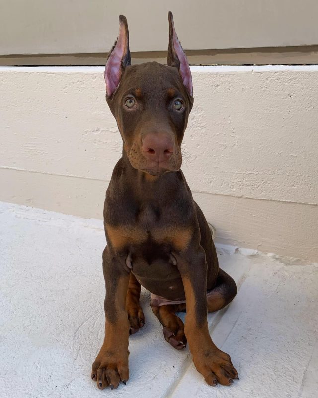 FLOKI