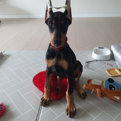FREYA