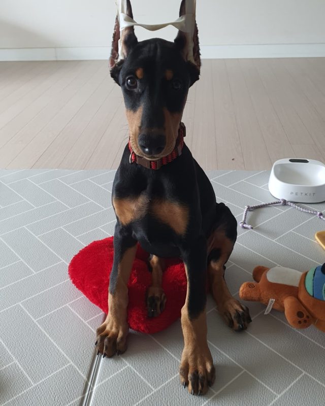 FREYA