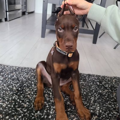 STELLA