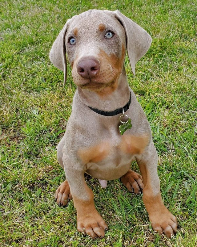 SIMBA